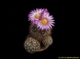 Escobaria missouriensis v. similis 1557